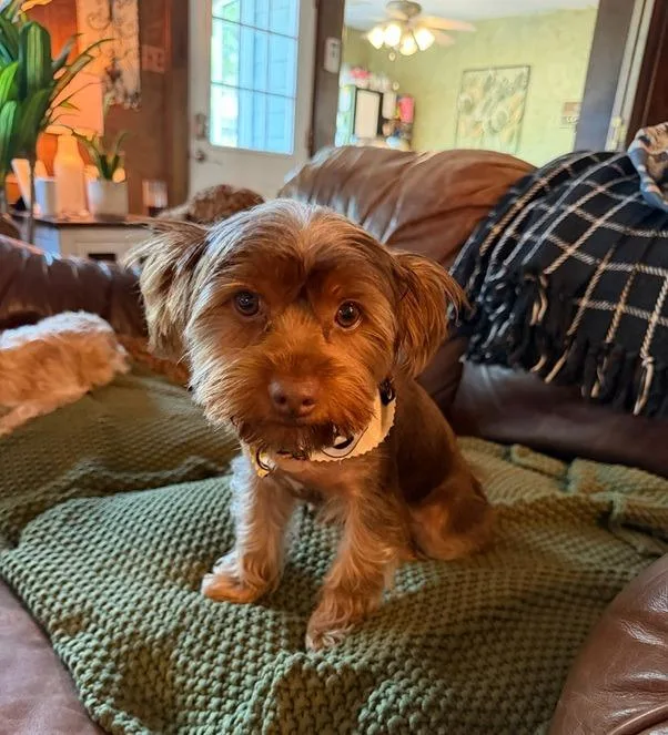 A baby small-sized male Yorkshire Terrier dog named Ollie for adoption in Spring, TX