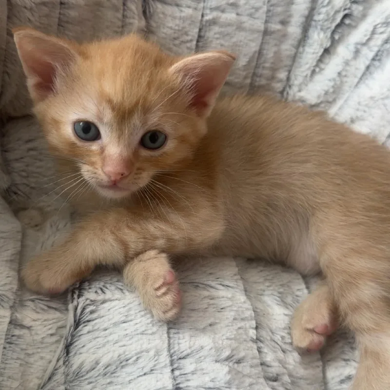 A baby small-sized male Orange / Red Domestic Short Hair cat named Cosmic Crispc for adoption in East Saint Louis, IL