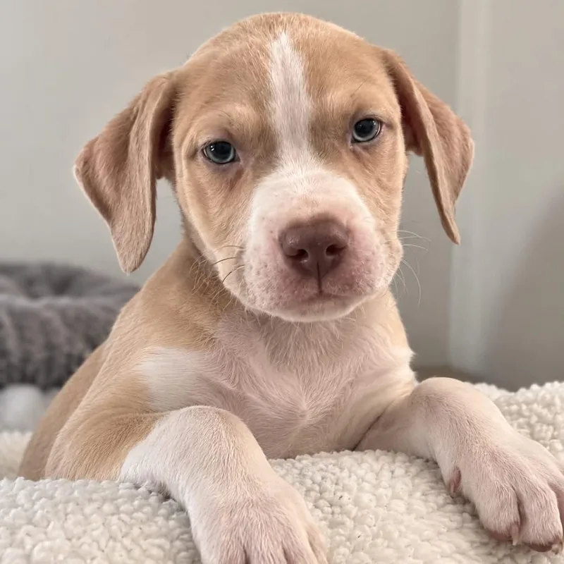 A baby small-sized male Yellow / Tan / Blond / Fawn Australian Shepherd dog named Gambit for adoption in Tampa, FL
