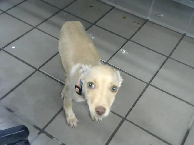 A young small-sized male Chihuahua dog named Blu for adoption in Albuquerque, NM