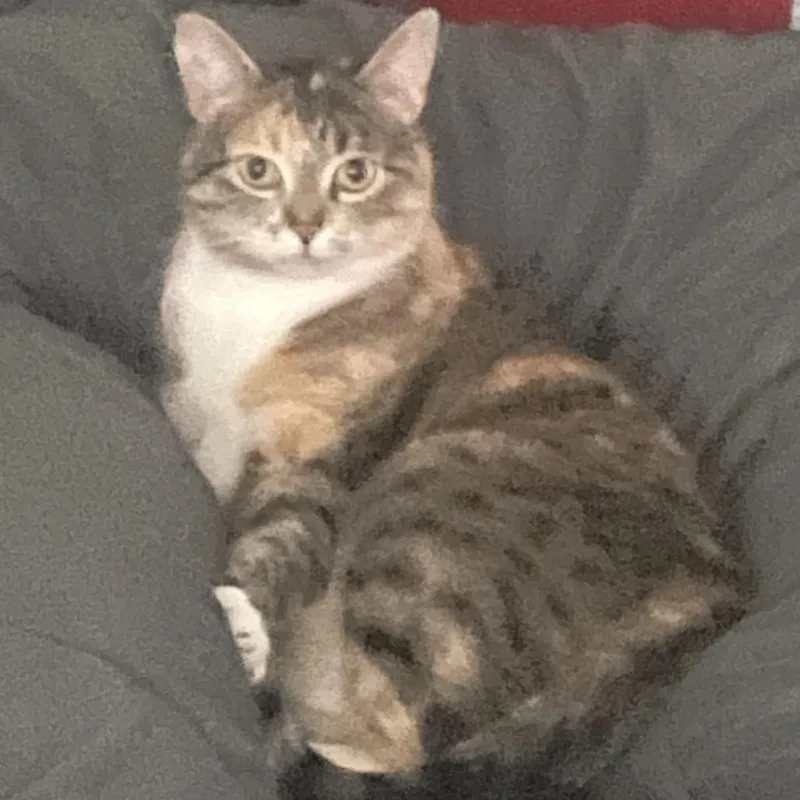 An adult extra large-sized female Domestic Short Hair cat named Tiki for adoption in Matteson, IL