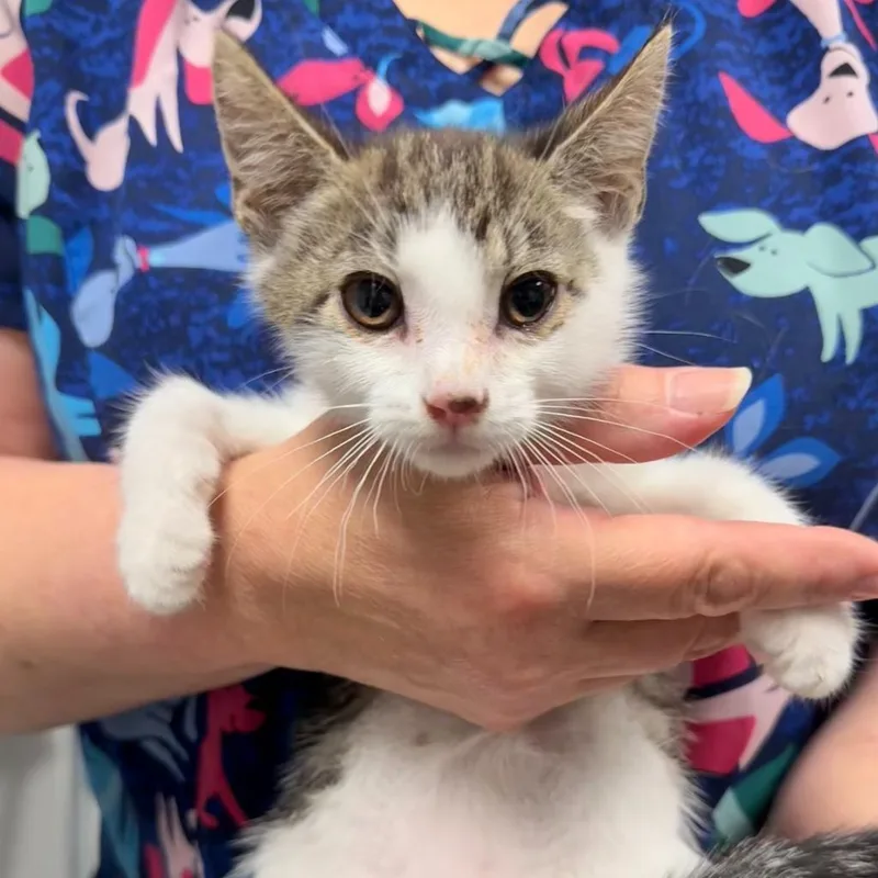 A baby small-sized male Domestic Short Hair cat named Sailor for adoption in Ewing, NJ