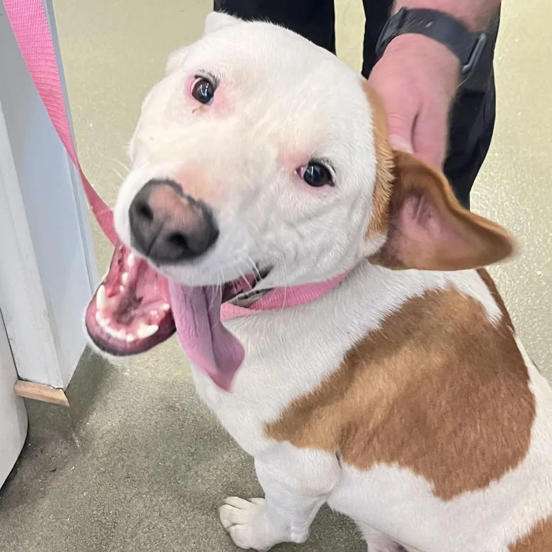 A young medium-sized male Brown / Chocolate Pit Bull Terrier dog named Mack for adoption in Harrisonburg, VA