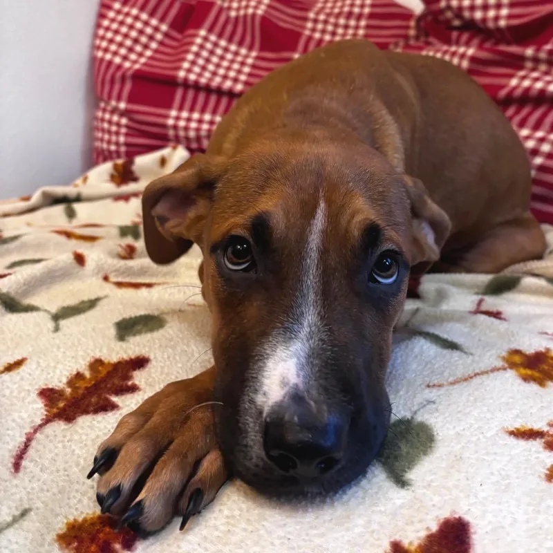 A baby medium-sized male Yellow / Tan / Blond / Fawn Labrador Retriever dog named Saxton for adoption in Belleville, IL