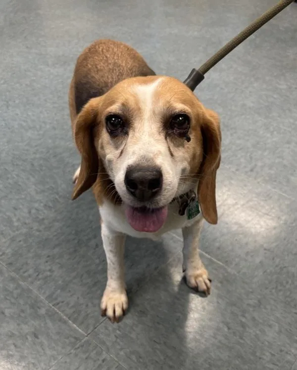 An adult medium-sized female Beagle dog named Coco Chanel for adoption in Richmond, VA