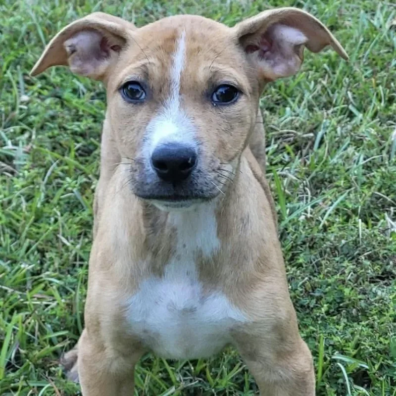 A baby medium-sized female Mixed Breed dog named Lockley for adoption in Groveland, MA
