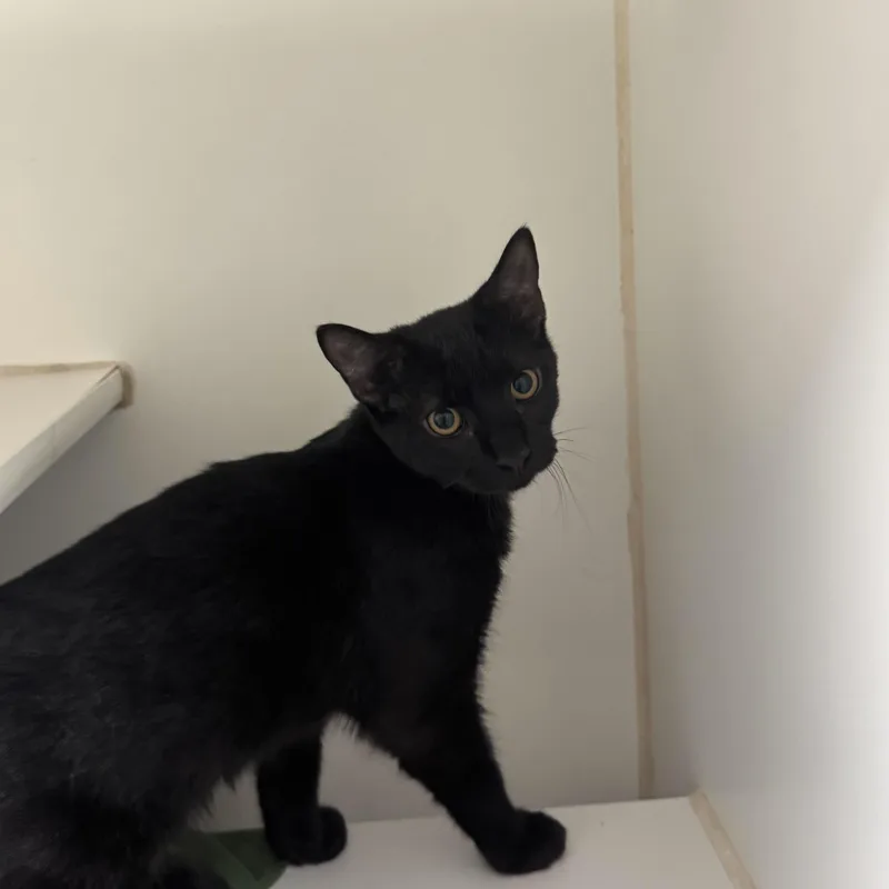 A young medium-sized male Black Domestic Short Hair cat named Aquaman for adoption in Reisterstown, MD