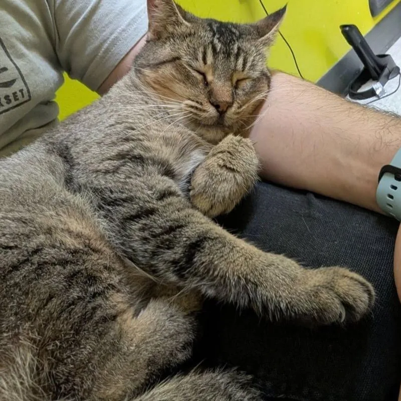 A young medium-sized female Brown / Chocolate Abyssinian cat named Tabitha for adoption in League City, TX