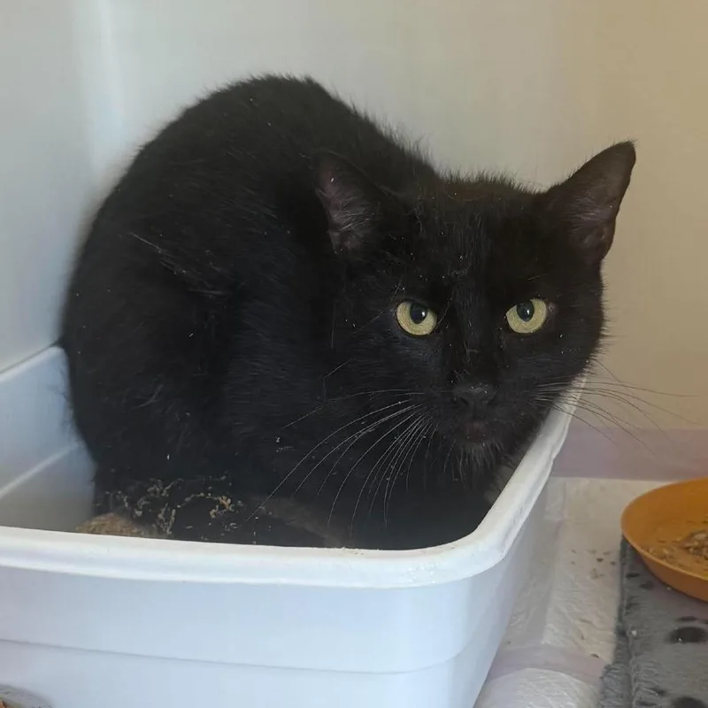 A young medium-sized male Black Domestic Short Hair cat named Jinx for adoption in Rocky Mount, VA