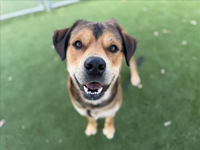 A young large-sized male German Shepherd Dog dog named Rob for adoption in Los Angeles, CA