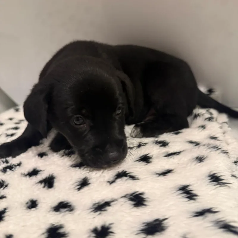A baby small-sized male Black Mixed Breed dog named Caswell for adoption in Rockville, MD