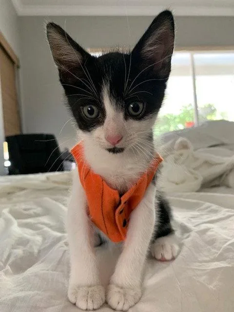A baby medium-sized male Black & White / Tuxedo Domestic Short Hair cat named Jinu for adoption in Wesley Chapel, FL