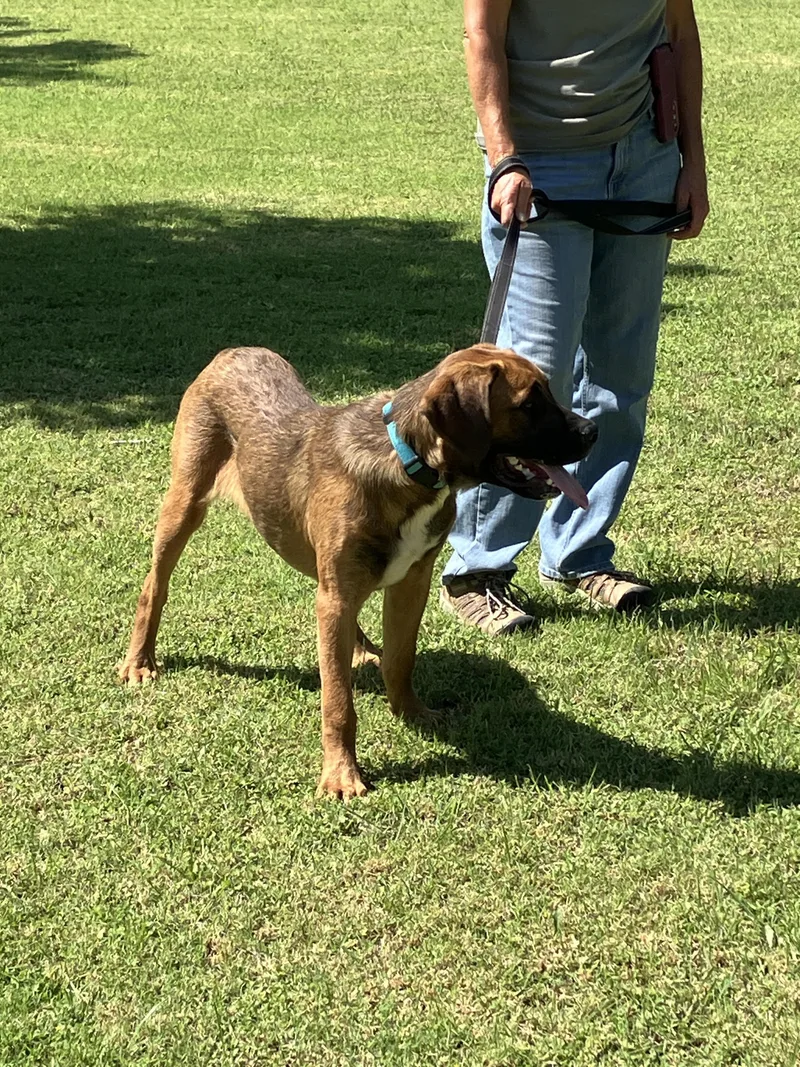 A young large-sized male Brown / Chocolate Bullmastiff dog named ANGUSBig Puppy for adoption in Stephenville, TX