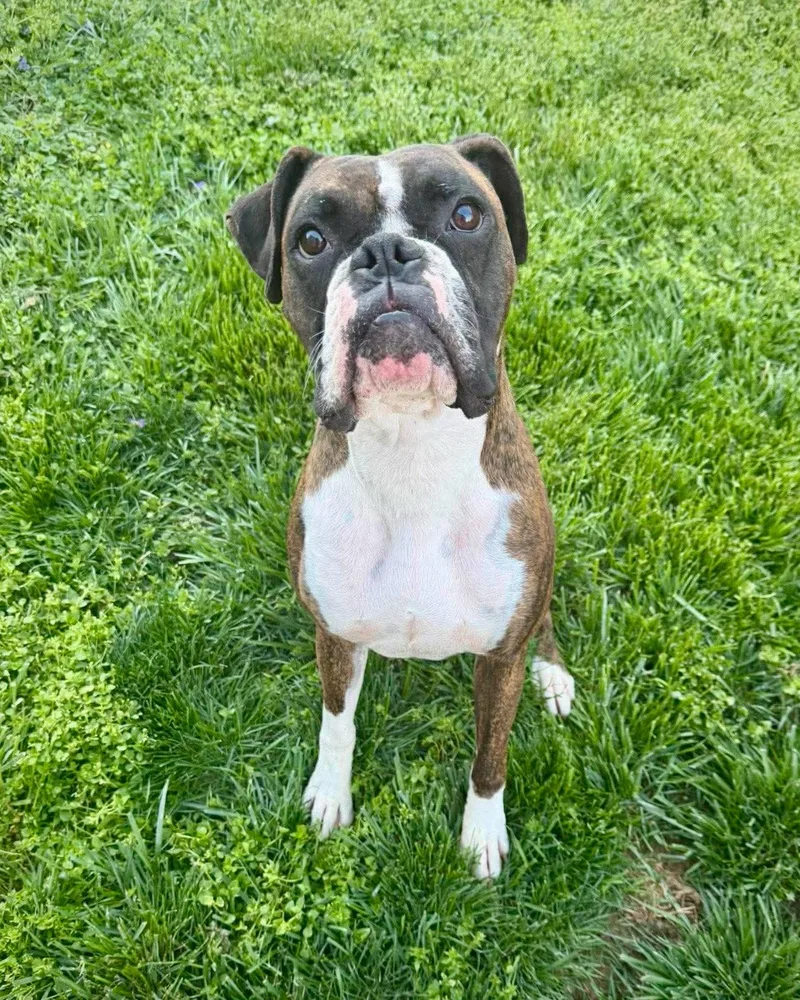 A young large-sized male Boxer dog named Deuce for adoption in Monticello, NY