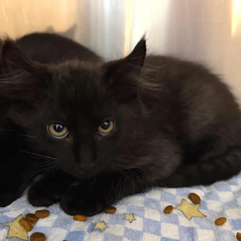 A baby small-sized male Black Domestic Medium Hair cat named Moonbeam Fuzzybelly for adoption in Belleville, IL
