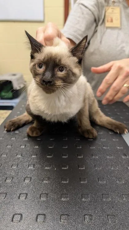A baby medium-sized male Domestic Short Hair cat named Micah for adoption in Independence, MO