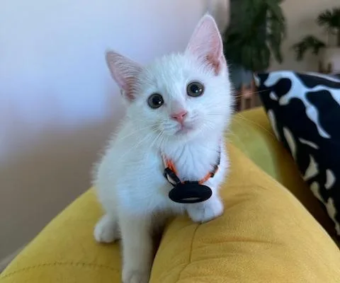 A baby medium-sized male White Domestic Short Hair cat named Mikey for adoption in Redlands, CA