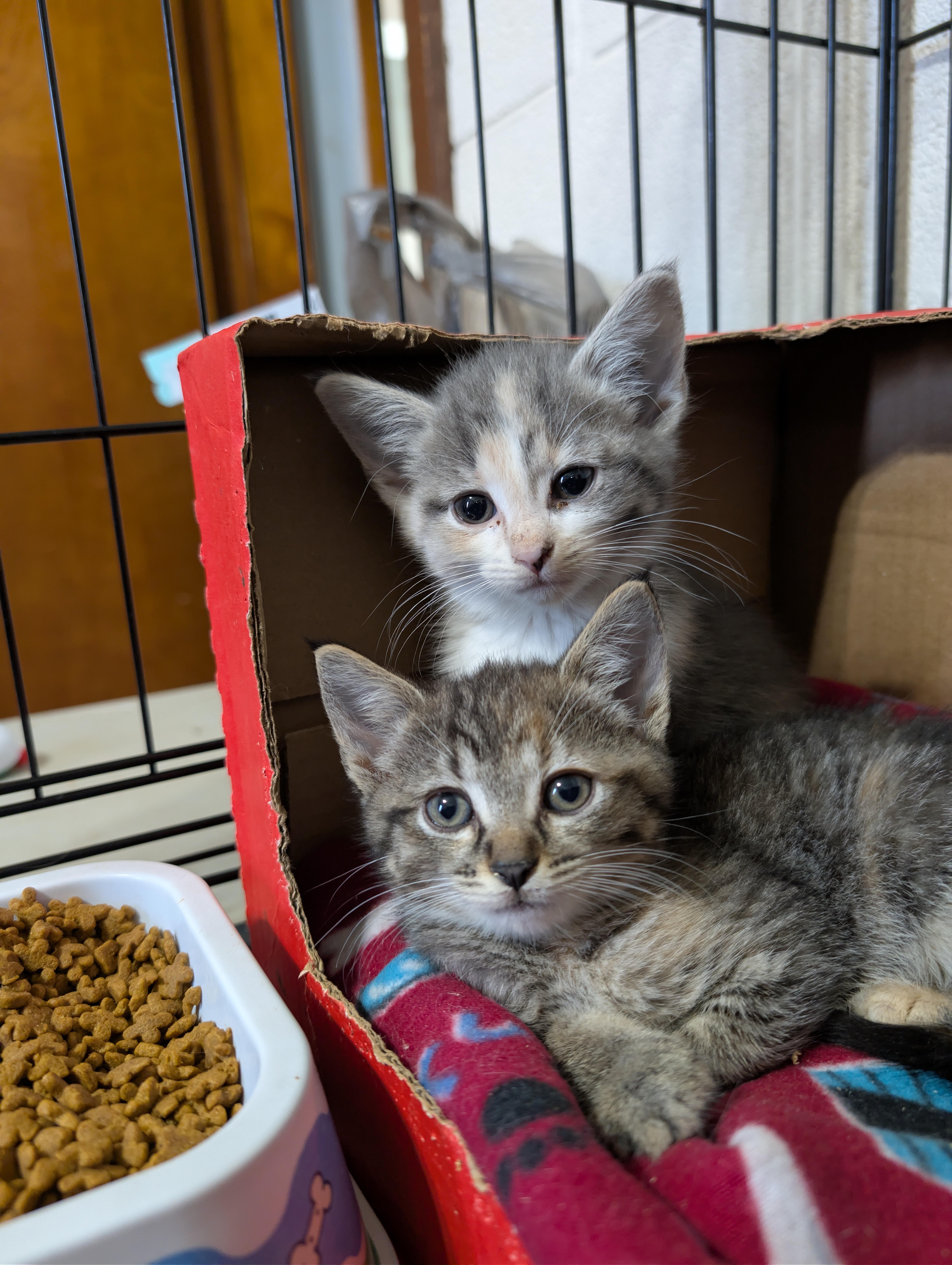 A baby medium-sized female Tabby (Brown / Chocolate) Domestic Medium Hair cat named Dixie for adoption in Tilton, IL