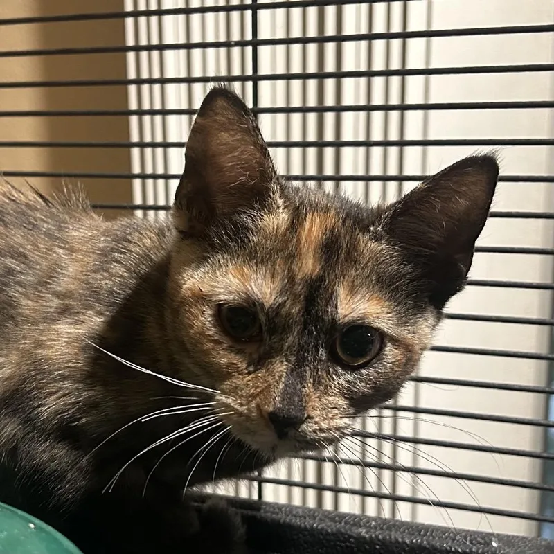 A baby small-sized female Domestic Short Hair cat named LLRFStray__ for adoption in Calimesa, CA