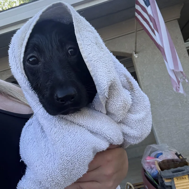 Pistol Annie thumbnail 2