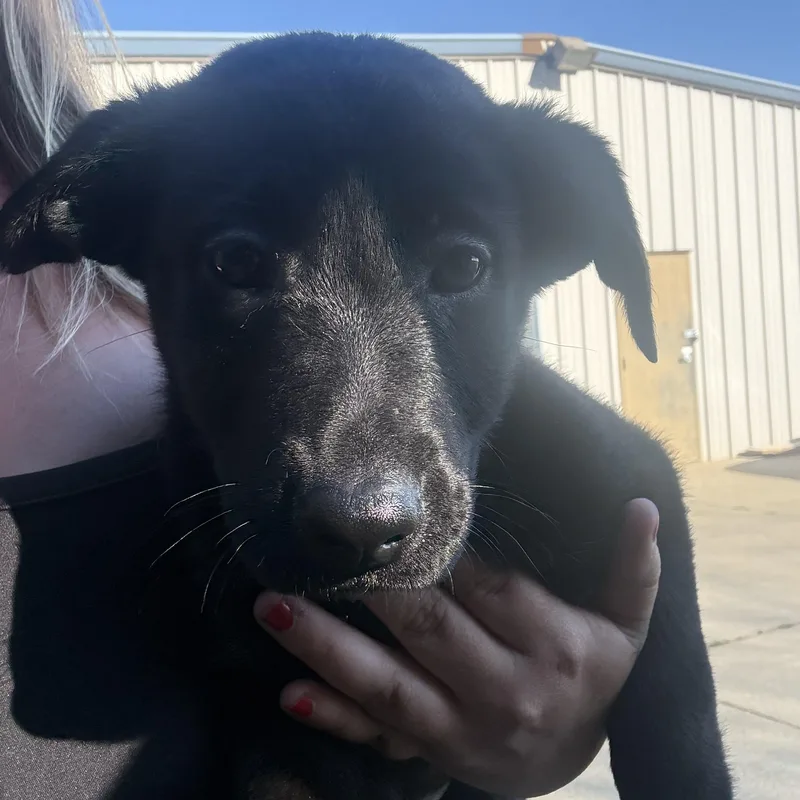 Pistol Annie thumbnail 3