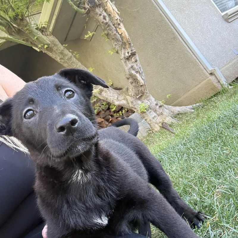 Pistol Annie thumbnail 4