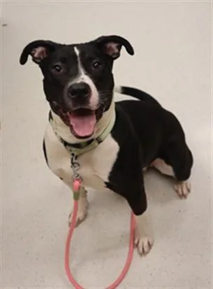 A young medium-sized female Pit Bull Terrier dog named Janie for adoption in Aliquippa, PA