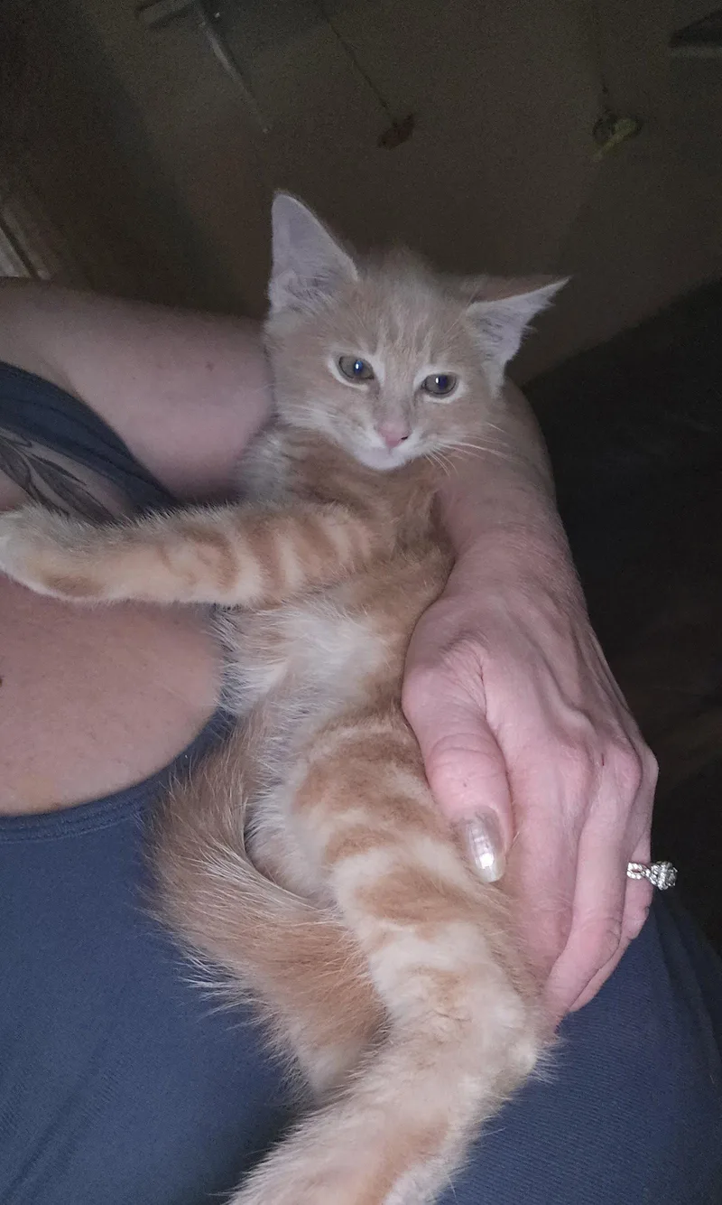 A baby medium-sized male Domestic Medium Hair cat named Clint for adoption in Walled Lake, MI