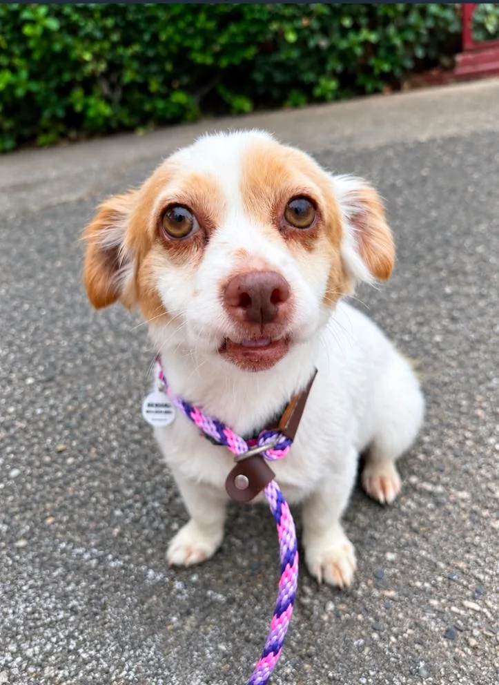 A senior small-sized female White / Cream Chihuahua dog named Rumi for adoption in Los Angeles, CA