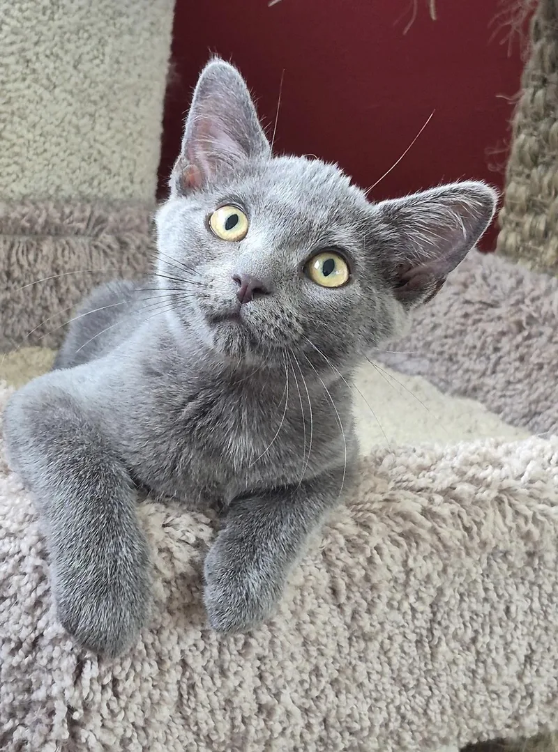 A baby medium-sized female Gray / Blue / Silver Domestic Short Hair cat named Aspen for adoption in Louisville, KY