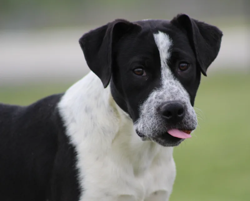 A baby large-sized male Black Pointer dog named Banks for adoption in Temple, TX