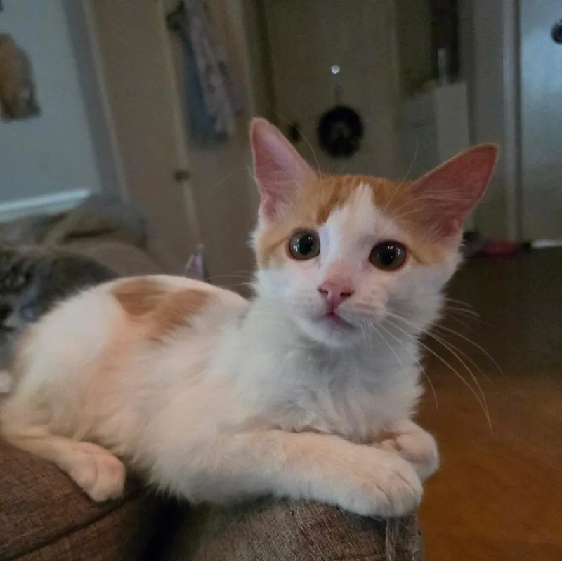 A baby small-sized male Domestic Short Hair cat named Dewey for adoption in Chandler, AZ