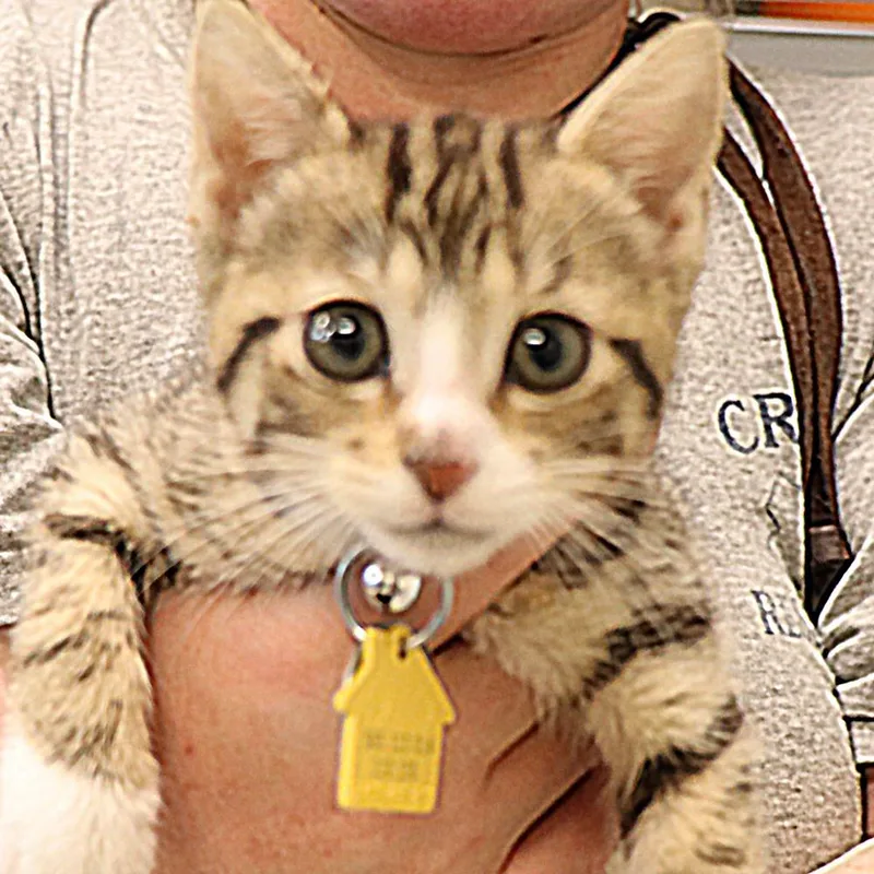 A baby small-sized female Domestic Short Hair cat named Rosetta for adoption in Port Washington, NY
