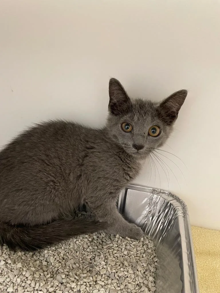 A baby small-sized female Domestic Short Hair cat named Pixie for adoption in Oxford, NC