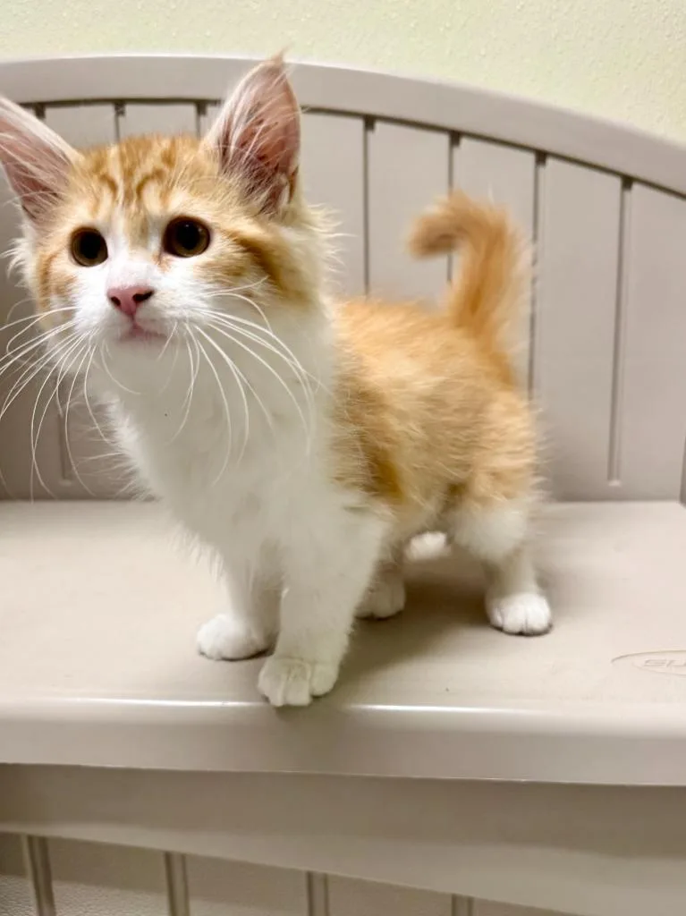 A baby medium-sized female Domestic Long Hair cat named Tabasco for adoption in Sandusky, OH
