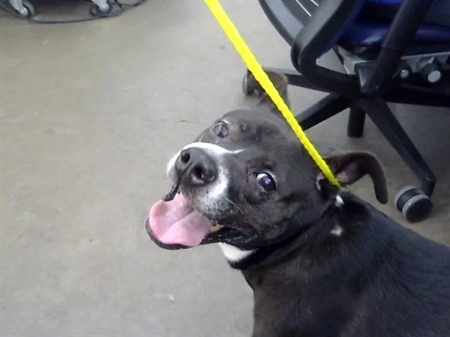 A senior medium-sized female Mixed Breed dog named Lady for adoption in Dallas, TX