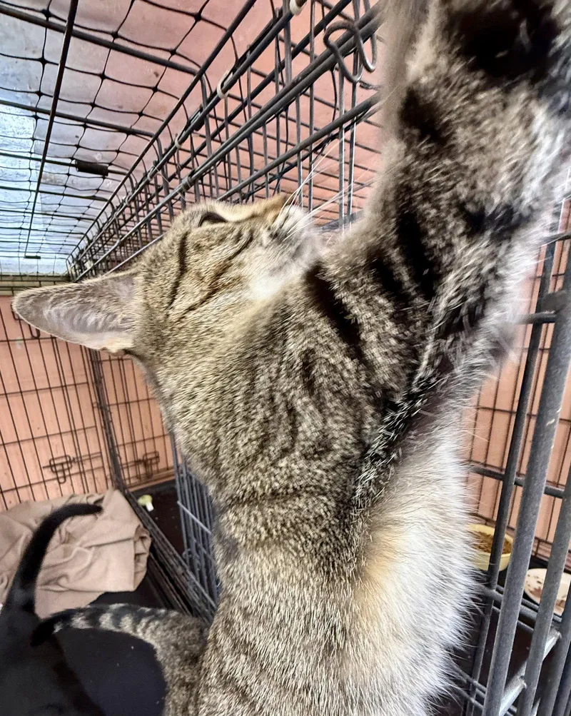 A young medium-sized female Tabby cat named Tinkerbell for adoption in Maywood, IL