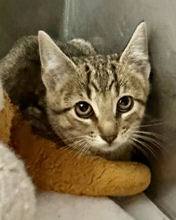 A baby small-sized male Domestic Short Hair cat named Jack for adoption in Novato, CA