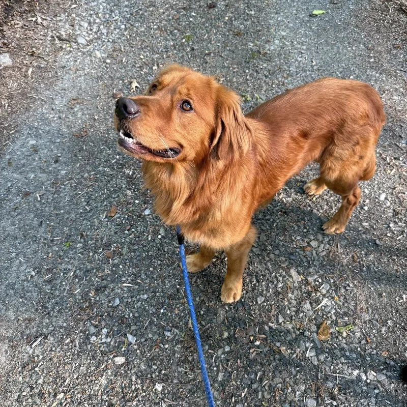 A young large-sized male Curly-Coated Retriever dog named Golden Boy for adoption in Crofton, MD