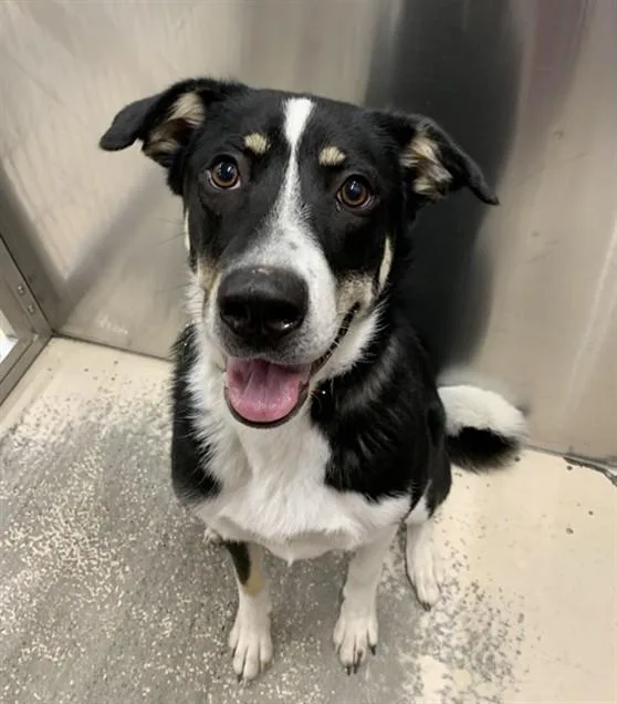 A young medium-sized male Alaskan Malamute dog named Ace for adoption in Fairbanks, AK