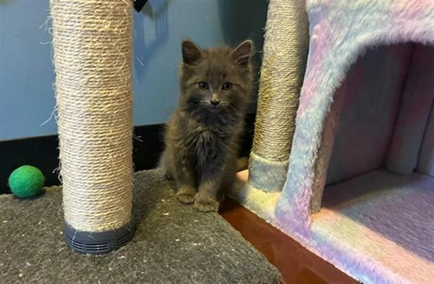 A baby small-sized male Domestic Long Hair cat named Cloudy for adoption in Santa Clara, CA