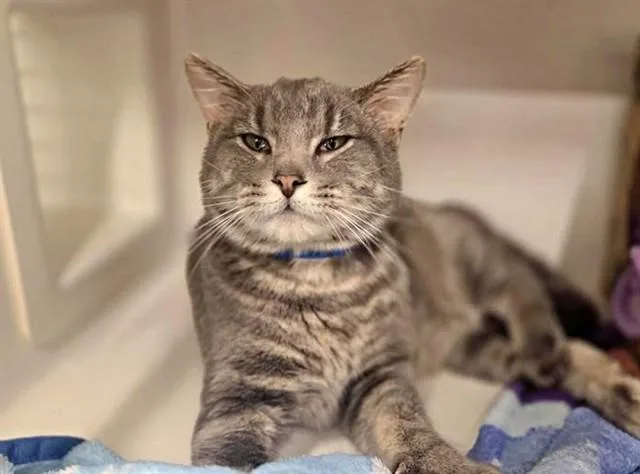 A young large-sized male Domestic Long Hair cat named Grey for adoption in Saint Louis, MO