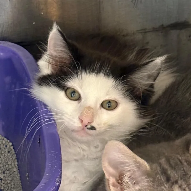 A baby small-sized female Domestic Medium Hair cat named Fauna for adoption in Odenville, AL