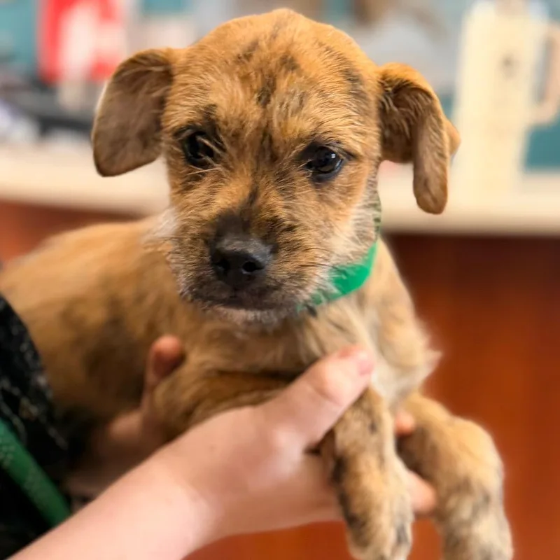 A baby small-sized male Brindle Terrier dog named Skipper for adoption in Columbus, GA