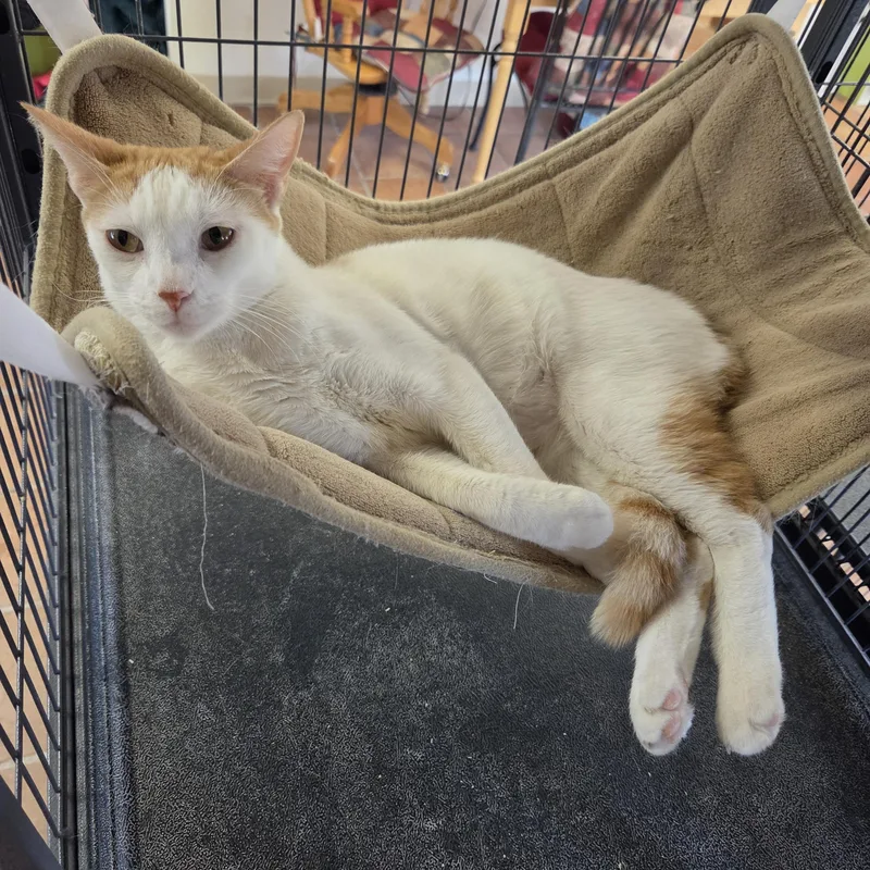 An adult medium-sized male Orange & White Domestic Short Hair cat named Piper for adoption in Yarnell, AZ