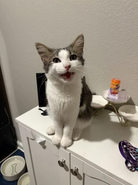 A baby small-sized male Domestic Medium Hair cat named Vampurr for adoption in Austin, TX