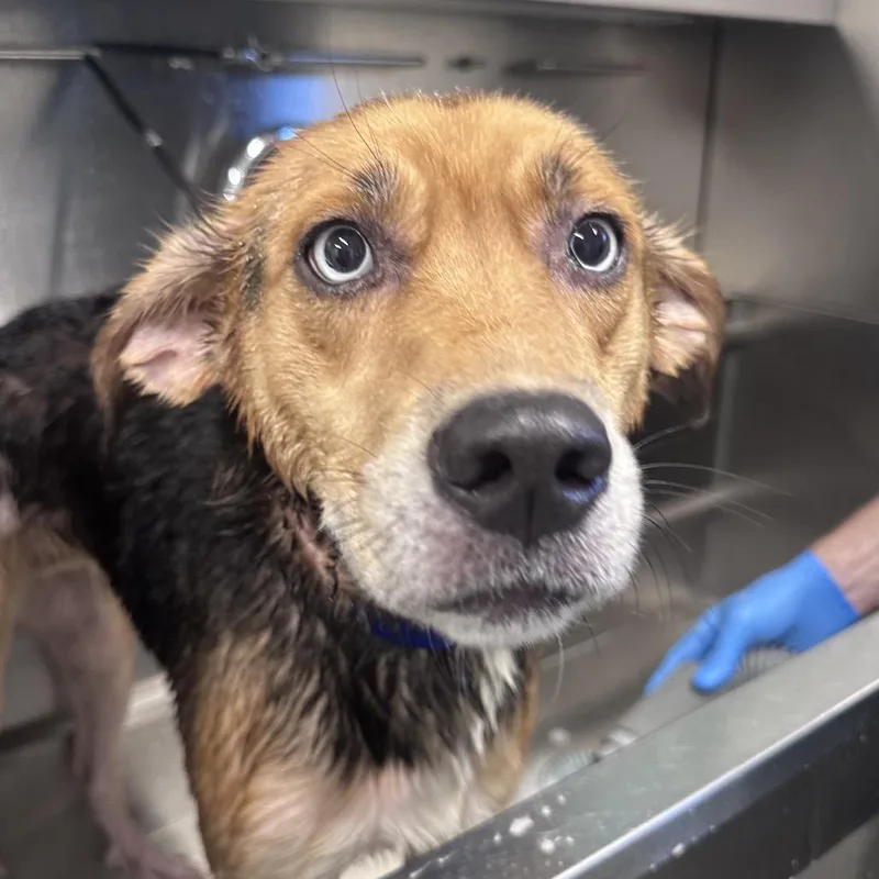 An adult small-sized female Shepherd dog named Aspen for adoption in Mount Vernon, IN
