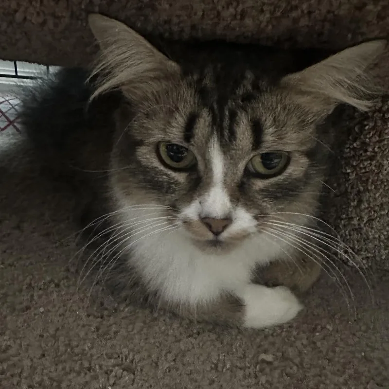 An adult small-sized female Calico Domestic Medium Hair cat named Chloe for adoption in Nokesville, VA