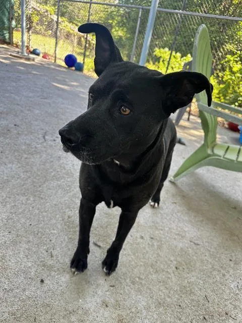 An adult medium-sized female Mixed Breed dog named Olive for adoption in Charlotte, NC