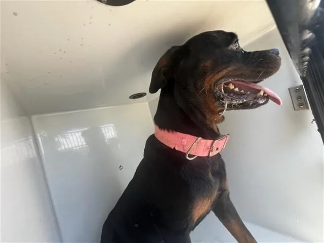 An adult medium-sized female Rottweiler dog named A for adoption in Houston, TX